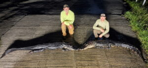 alligator hunting
