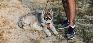 should i try doggy daycare, doggy daycare, day care for dogs, dog boarding, denver, wheat ridge, co