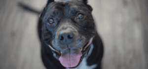 dog board and train, dog board & train, send away intensive dog training bootcamp Denver Wheat Ridge