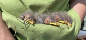 How to Get Parasites off a Baby Bird