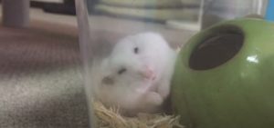 hamster-grooming-3