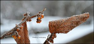 Read more about the article Plants of Note: Hamamelis virginiana