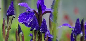 Spring purple iris bloom