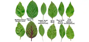 Best fresh basil recipes