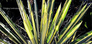 Read more about the article NOTES FROM THE GARDENS- YUCCAS!!