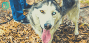 dog board, board, train, dog training, board and train, zen doggy den, denver, colorado