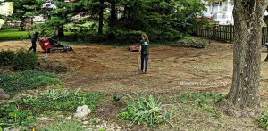 Read more about the article Creating the Woodland Garden