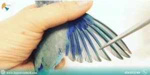 How to Clip Bird Wings Safely