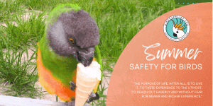 How to Cool down an Overheated Bird