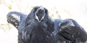 Raven Bird Call