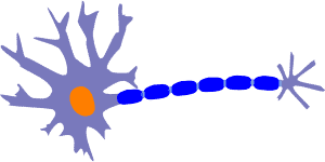 neuron