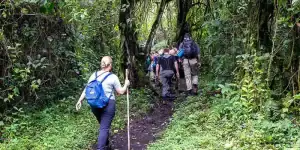 gorilla trekking