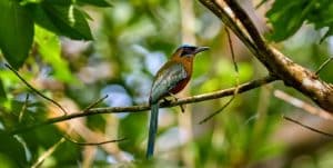 Effects of Climate Change on Bird Migration