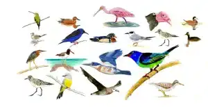 Different Species Birds