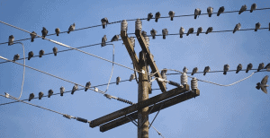 Why Can a Bird Perch on a Power Line