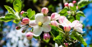 Préparer son corps à la conception - Ateliers de naturopathie à Mouans-Sartoux