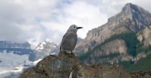 How Does a Bird Get Through a Mountain Doctor Who