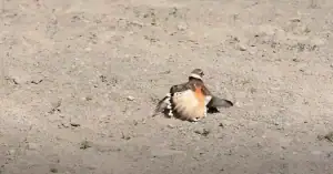 Do Birds Heal Fast