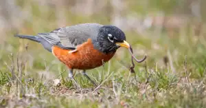 What Bird Eats Fruit And Earthworms