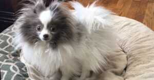 Lavender Pomeranian