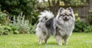 wolf sable pomeranian complete guide to color, care & genetics