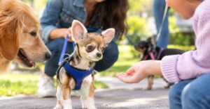 Chihuahua Puppy Socialization Tips for Beginners