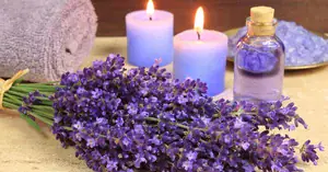 lavender