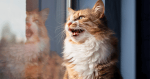 Do Cats Make Bird Noises