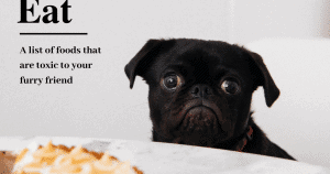 What Happens If a Dog Eats Bird Seed