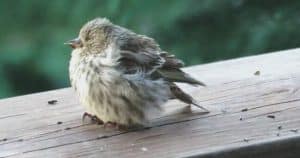 What is Salmonella in Birds