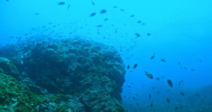 Punta Restinga
