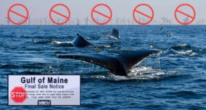 Stop Offshore Wind Farms in the Gulf of Maine