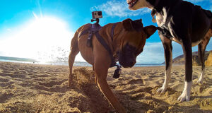 Tecnología smart para humanos y ¡perros felices!