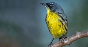 Endangered Bird Species