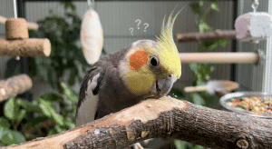 Why Does My Bird Rub His Beak on His Perch? Common Reasons