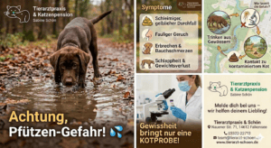 Hund trinkt von Pfütze, Symbolbilder von Symptome, Tierarztpraxis & Katzenpension Schön