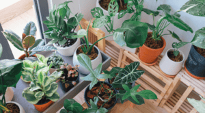 How to Sell Plants on Amazon Featured Image