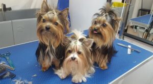 Fantastyczne trio szanel dior i pako