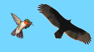 How is a Bird Adapted to Fly