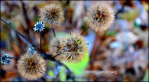 Read more about the article IN THE WINTER GARDEN