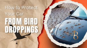 How to Prevent Bird Droppings on Car