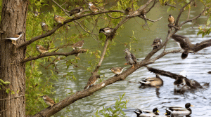 List of Bird Species