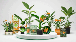 Best Way to Take Care of Bird of Paradise Plant for Healthy Blooms