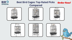 Best Bird Cages
