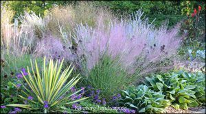 Read more about the article PLANTS OF NOTE – MUHLY GRASS