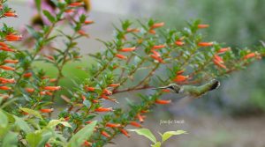 Read more about the article Plants to Lure in the Hummingbirds