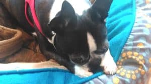 Boston Terrier Sleeping by a desk.