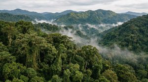Bwindi forest