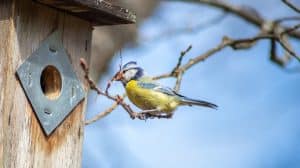 Bird Nesting in Birdhouses
