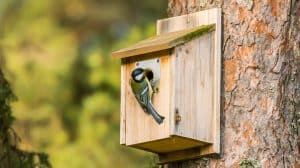 Do Bird Houses Need a Perch